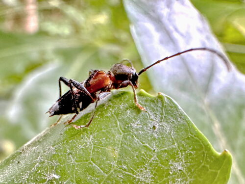 トガリバアカネトラカミキリ