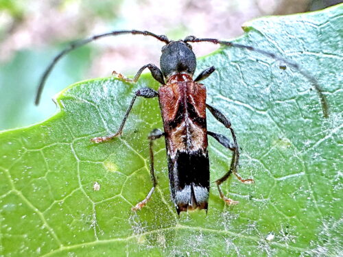トガリバアカネトラカミキリ