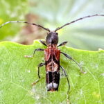 トガリバアカネトラカミキリ