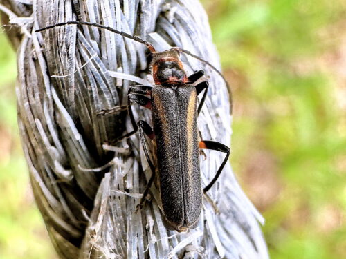 ヒメジョウカイ