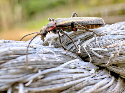 ヒメジョウカイ