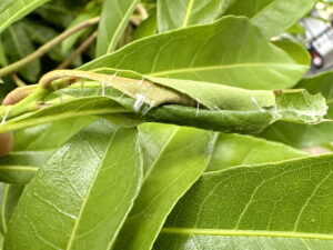 葉をっ綴ったヤマモモヒメハマキの幼虫