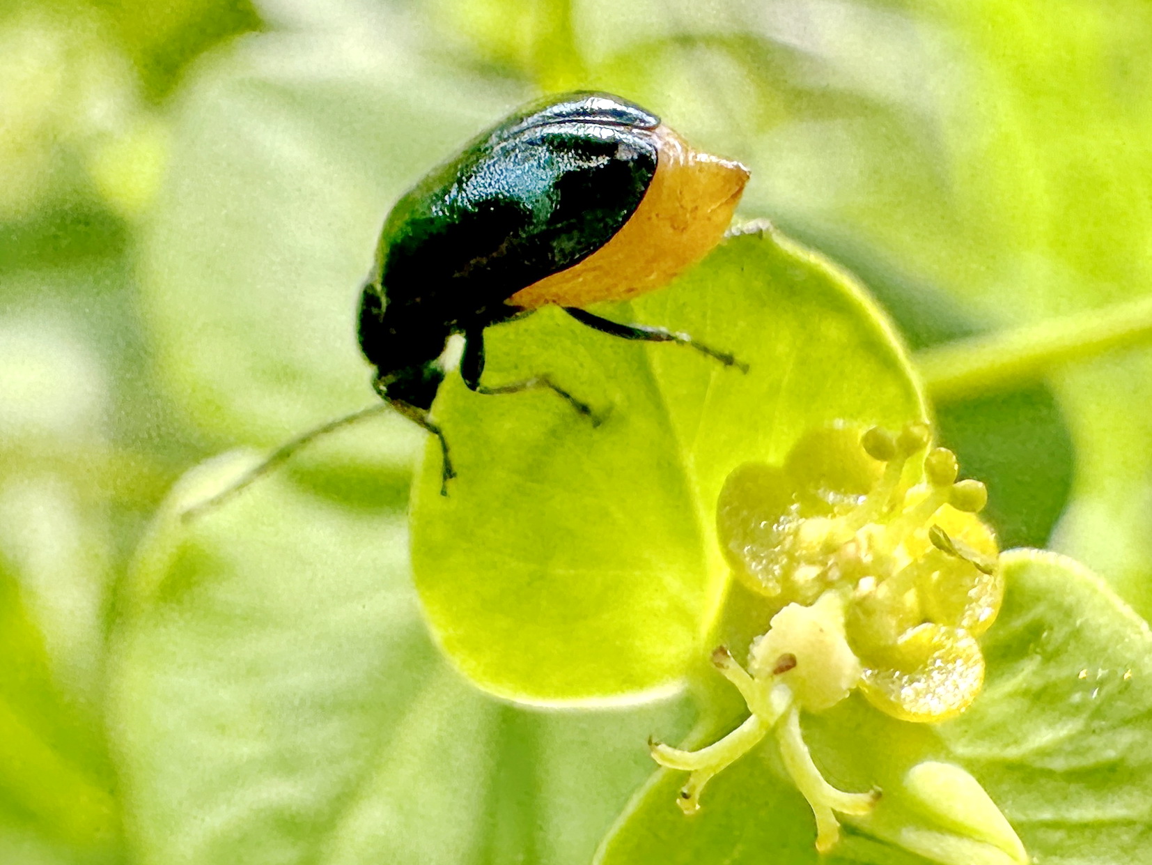 キバラヒメヒゲナガハムシ,甲虫目,ハムシ科,ヒゲナガハムシ亜科,完全変態