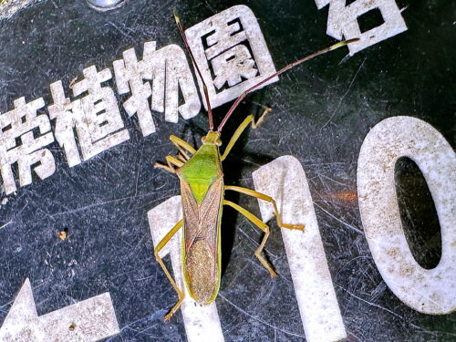 オオクモヘリカメムシ