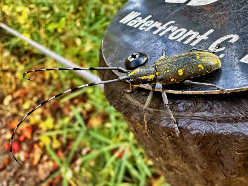 キボシカミキリ