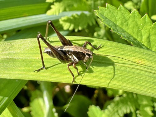 ヒメギスの幼虫