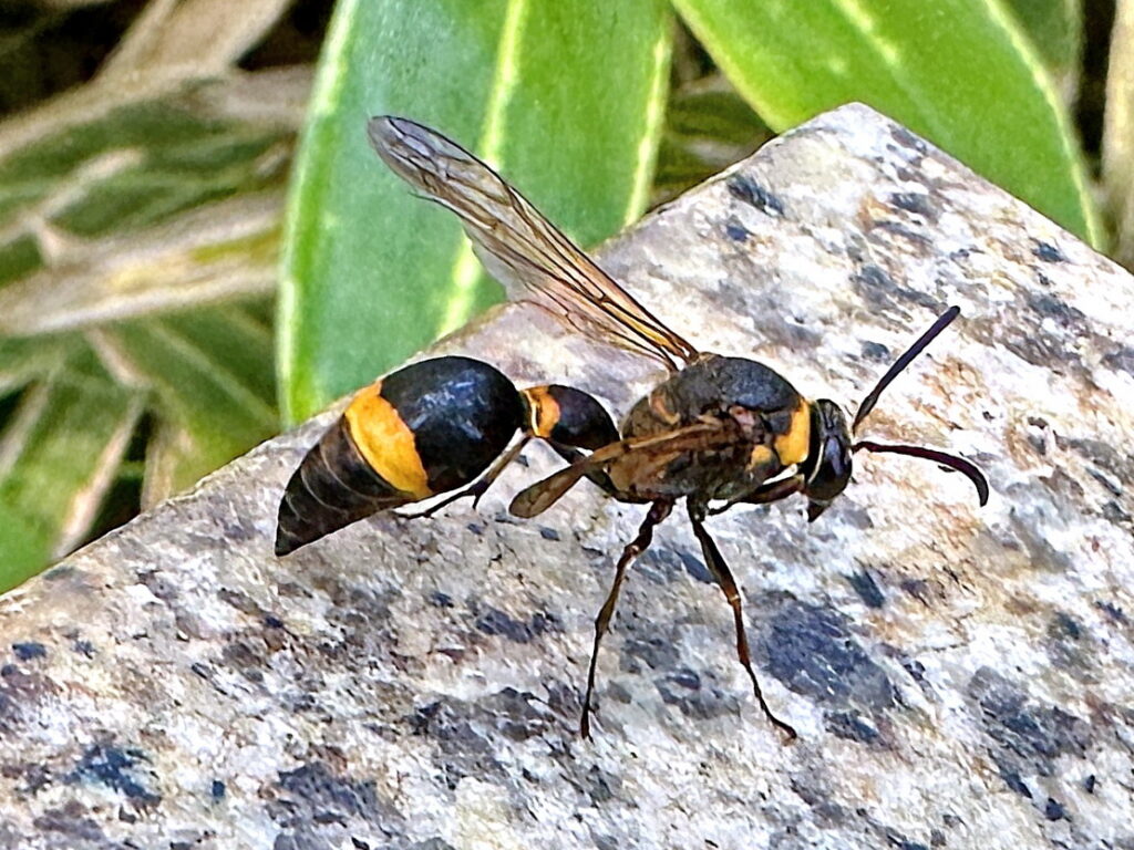 スズバチ,ハチ目,スズメバチ科,ドロバチ亜科,完全変態