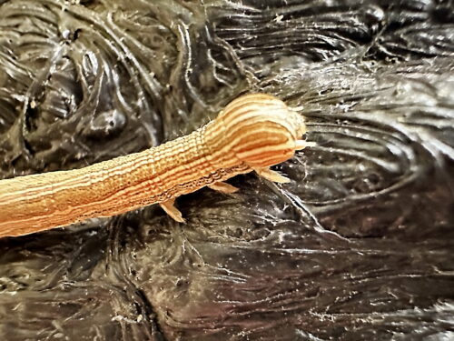 オオウンモンクチバ 中齢幼虫