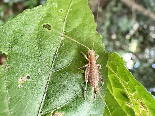 カネタタキ幼虫