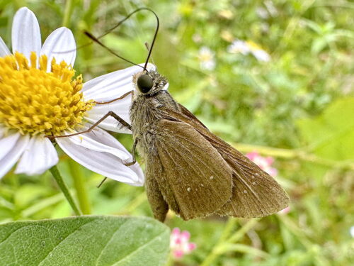 チャバネセセリ♀