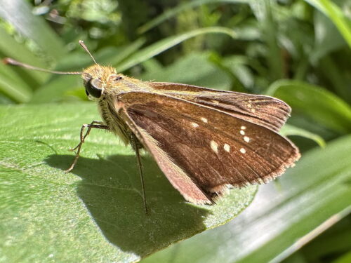 チャバネセセリ♀