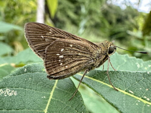 チャバネセセリ♀
