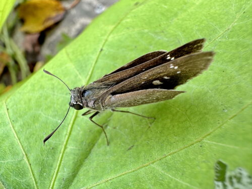 チャバネセセリ♀