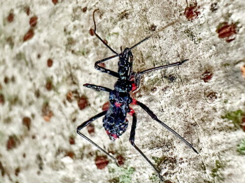 ヨコヅナサシガメ幼虫