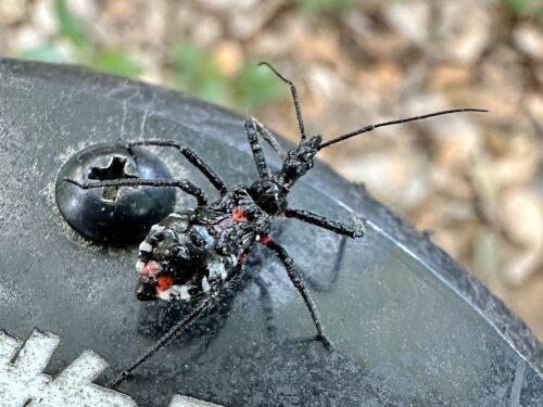 ヨコヅナサシガメの幼虫