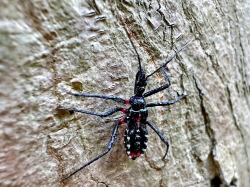 ヨコヅナサシガメの幼虫