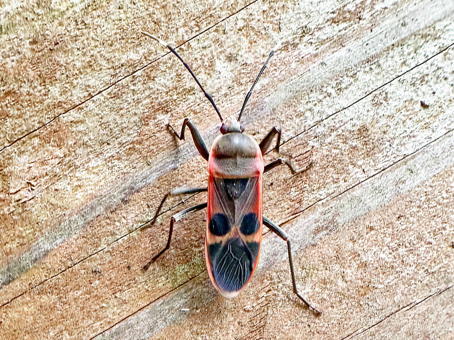 オオホシカメムシ,カメムシ目,オオホシカメムシ科,オオホシカメムシ亜科,不完全変態