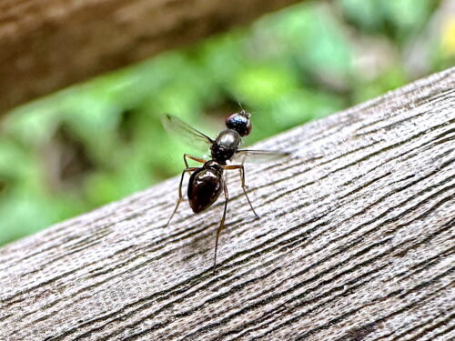 ヒトテンツヤホソバエ