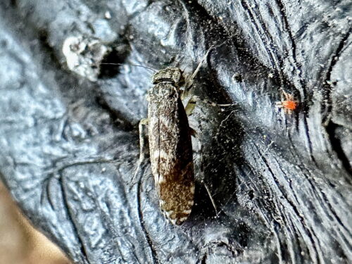 ウロコチャタテ