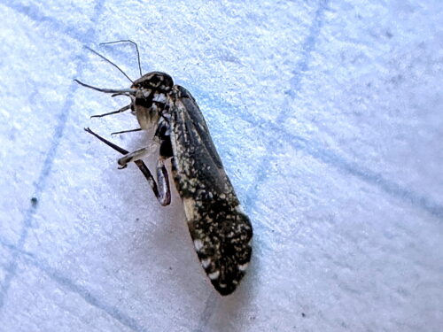 ウロコチャタテ