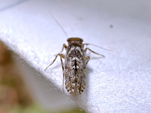 ウロコチャタテ