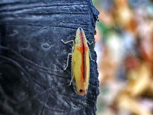 クロスジホソサジヨコバイ♀