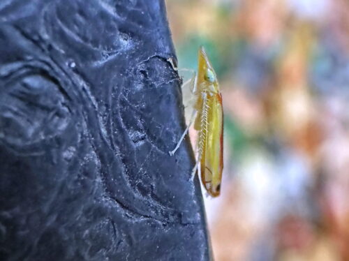 クロスジホソサジヨコバイ♀