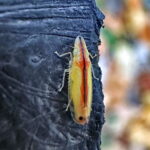 クロスジホソサジヨコバイ♀