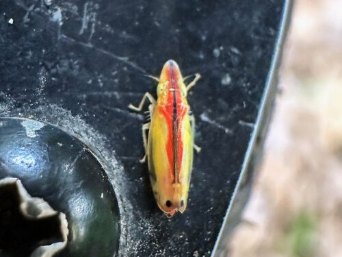 クロスジホソサジヨコバイ♀