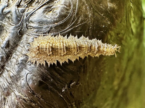 フタスジヒラタアブの幼虫