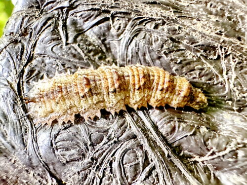 フタスジヒラタアブの幼虫