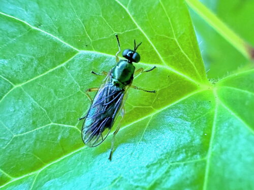 ミズアブの一種