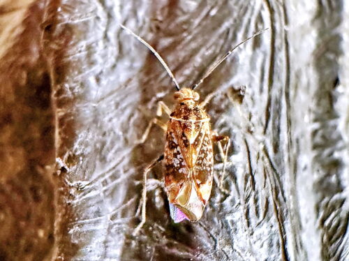 ケブカカスミカメ