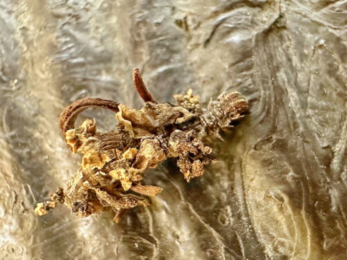 アオシャク亜科の幼虫