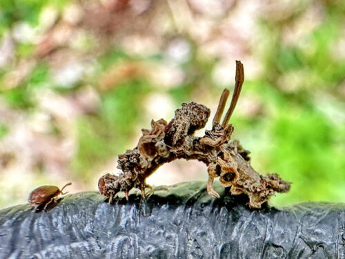 アオシャク亜科の幼虫