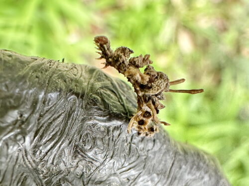アオシャク亜科の幼虫