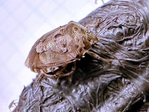 ナカボシカメムシ