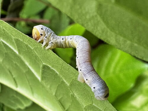 ニトベエダシャクの幼虫