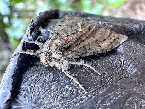 アトジロエダシャク