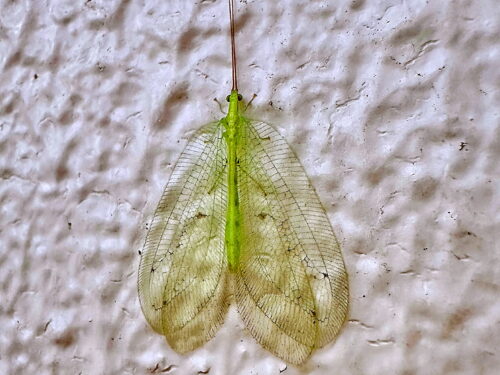 アミメクサカゲロウ