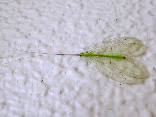 アミメクサカゲロウ