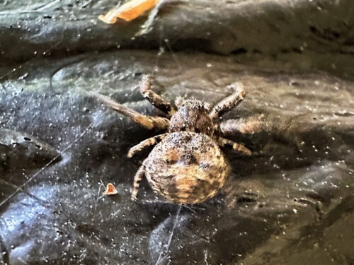 キハダカニグモ♀