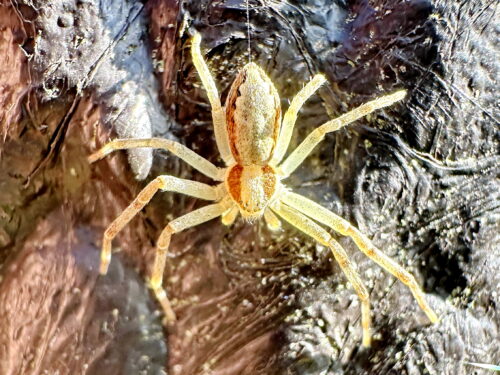 キンイロエビグモ♀