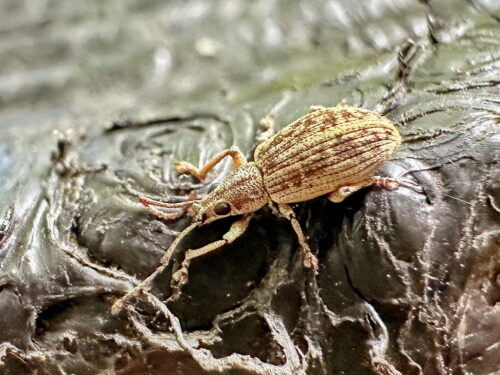 コカシワクチブトゾウムシ