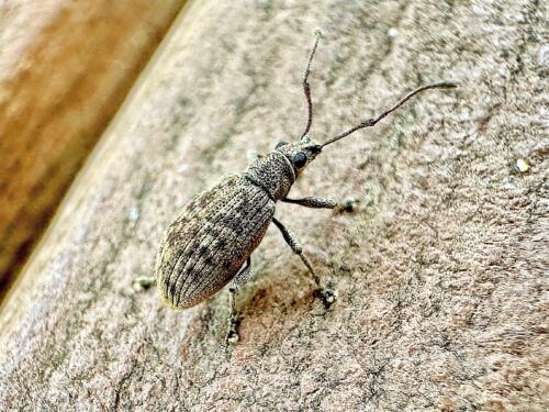 コカシワクチブトゾウムシ