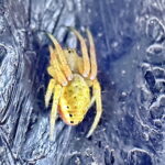 ムツボシオニグモ