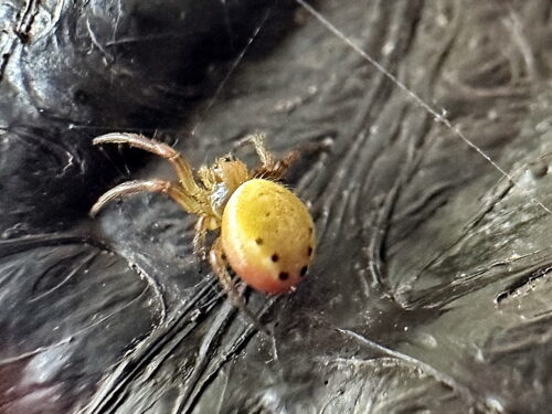 ムツボシオニグモ