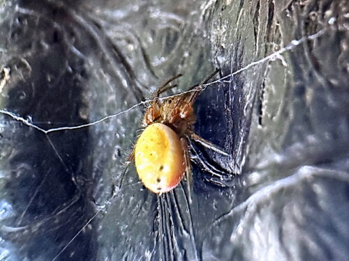 ムツボシオニグモ