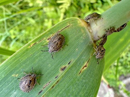 オオクロカメムシの幼虫