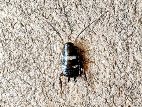 クロゴキブリの幼虫